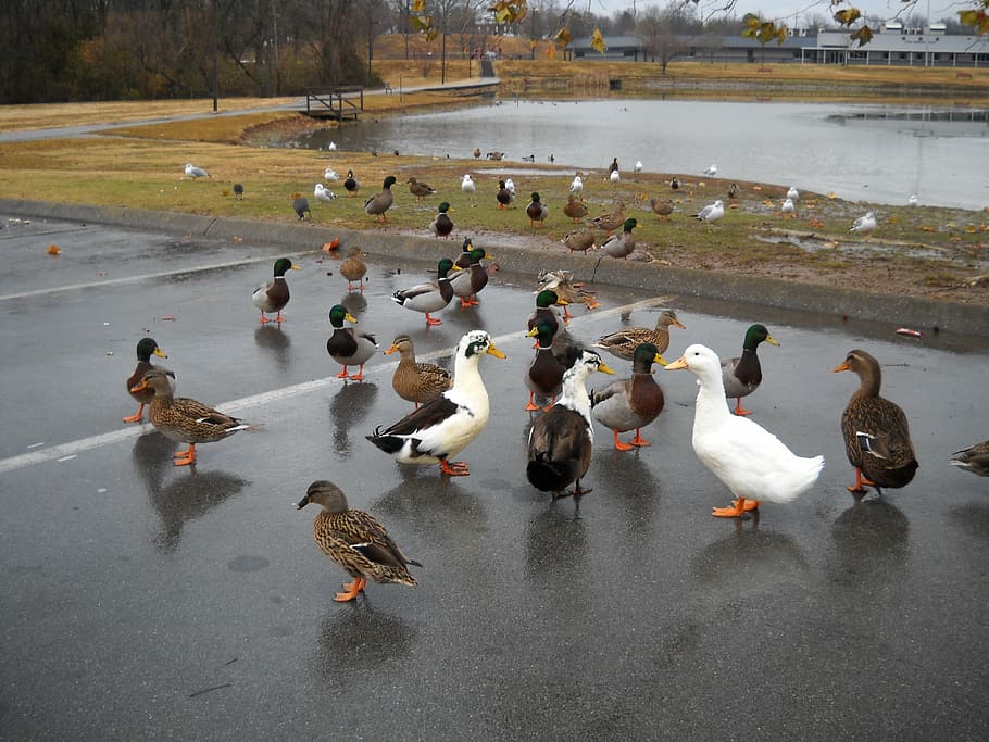 ducks, park, pond, feeding, nature, animals, quacking, animal themes HD wallpaper