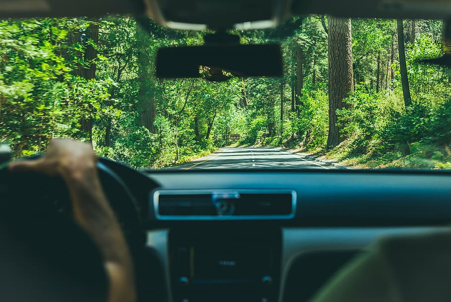 person driving vehicle between forest, people, man, guy, driver HD wallpaper