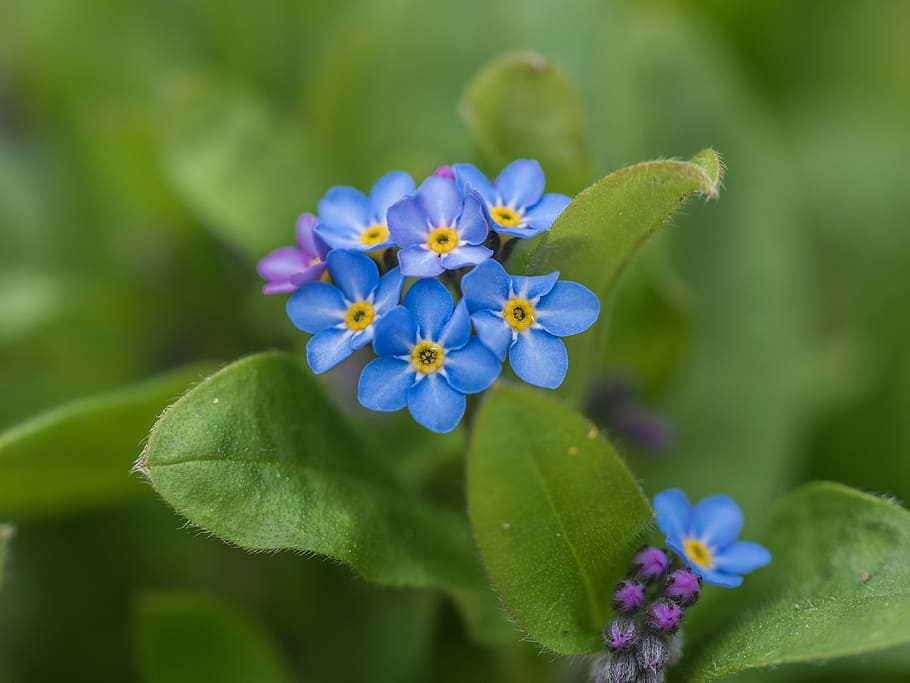 blue flowers in shallow focus photography, garden, close, flowering plant HD wallpaper