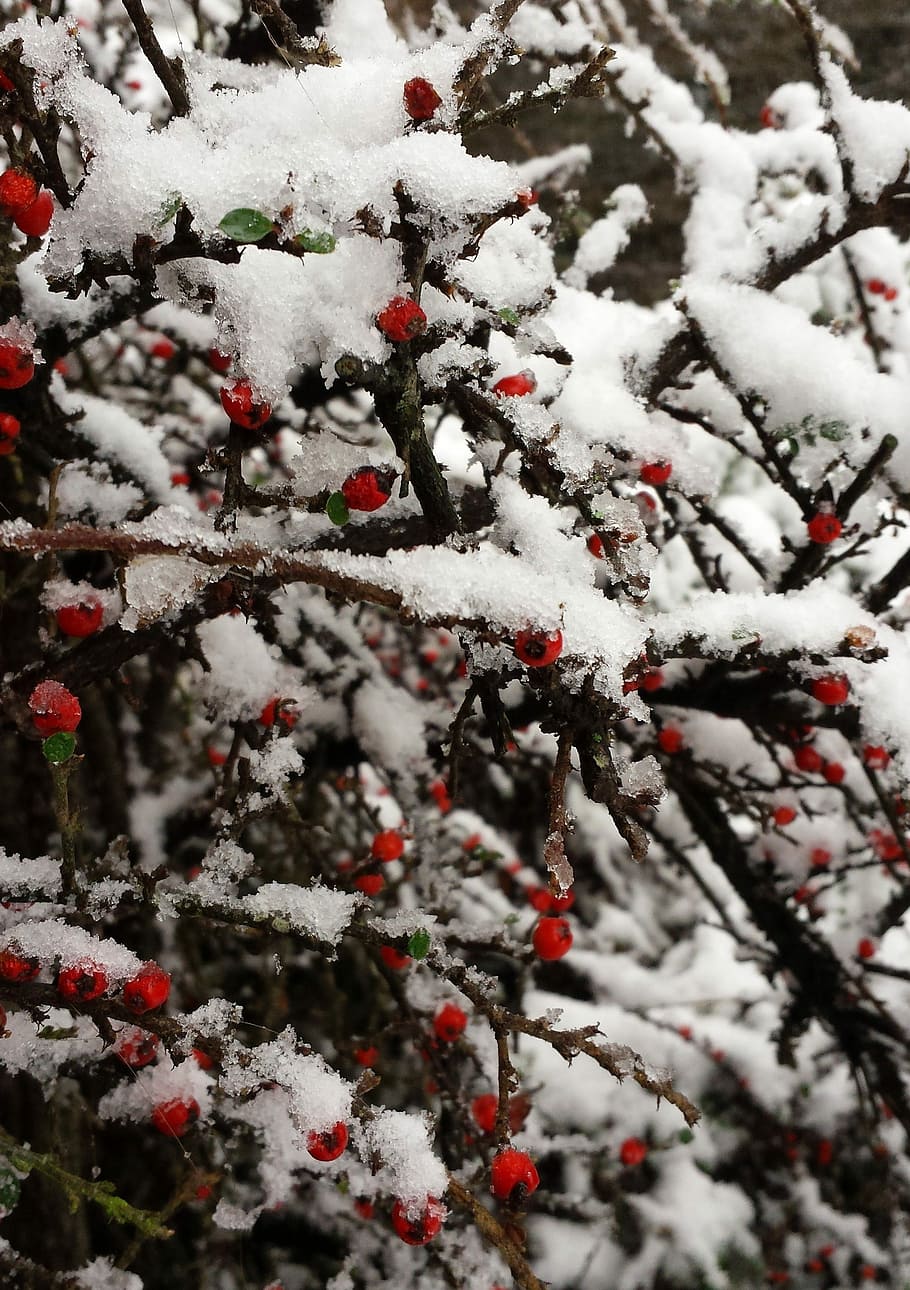 Winter, Snow, Wintry, White, winter shrubs, nature, winter dream HD wallpaper