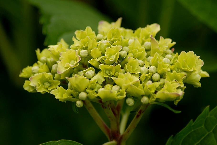 flower, hydrangea, buds, gold, garden, plant, flowering plant HD wallpaper