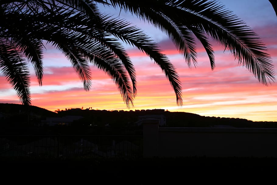 Landscape, Red Sky, Sunset, silhouette, palm tree, no people HD wallpaper