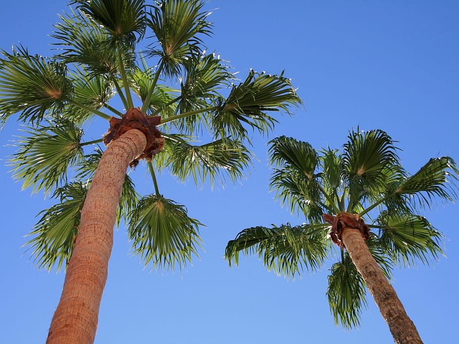 HD wallpaper: palm trees, blue background, sky, palms, tropical, fan