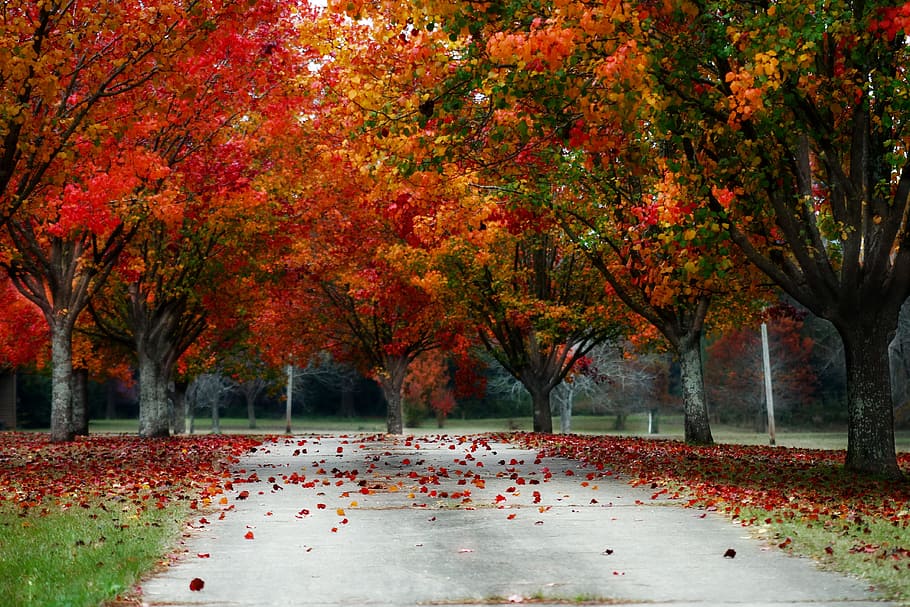 concrete road between red leaf trees, fall, nature, scenic HD wallpaper