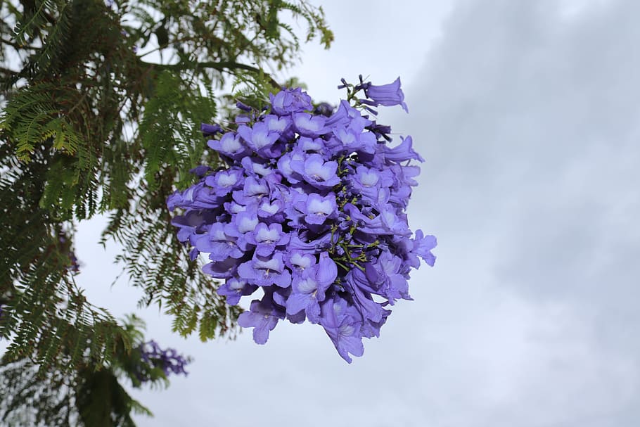 flowers, blue, tree, blue blossom, plant, mediterranean, summer HD wallpaper