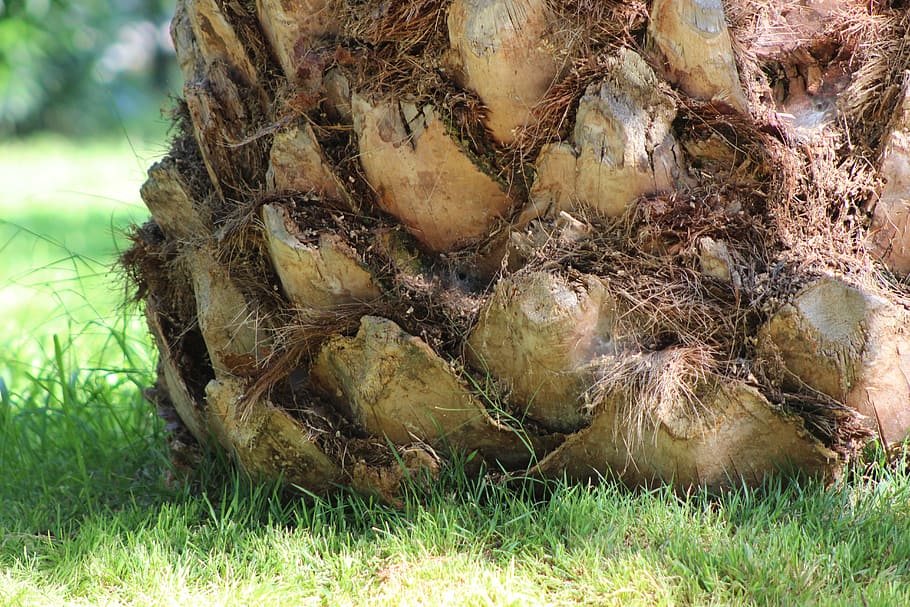 palm, tree, nature, trunk, palm tree, plant, grass, close-up HD wallpaper
