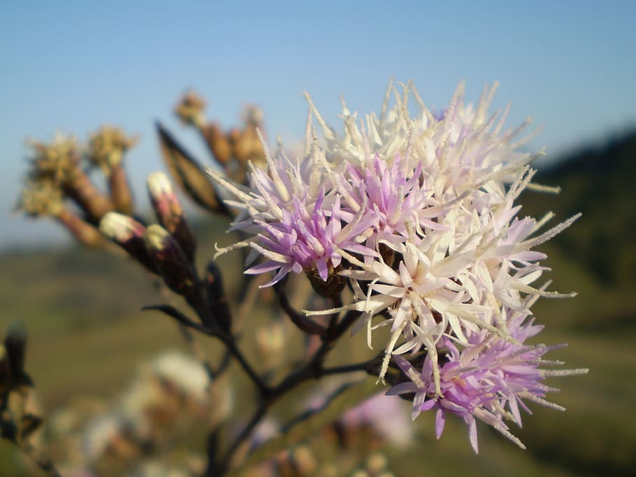 flower, wild, lilac, macro, flowering plant, vulnerability HD wallpaper