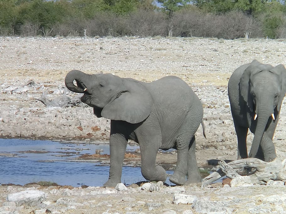 elephant, africa, drink, african bush elephant, nature, proboscis, HD wallpaper