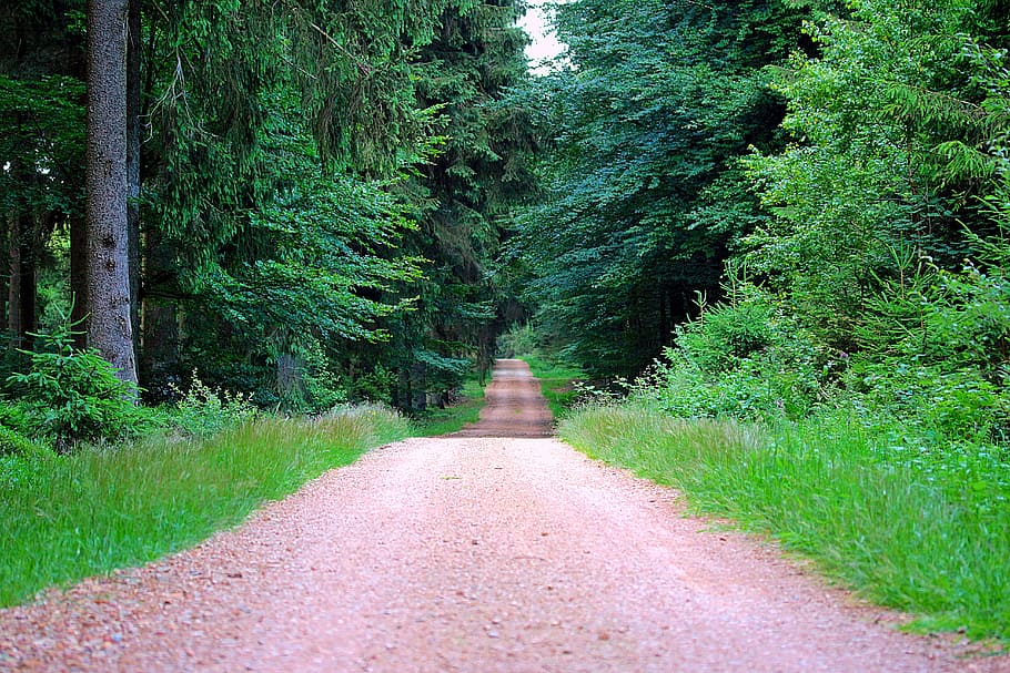 brown road in between green leaf trees at daytime, away, forest path HD wallpaper
