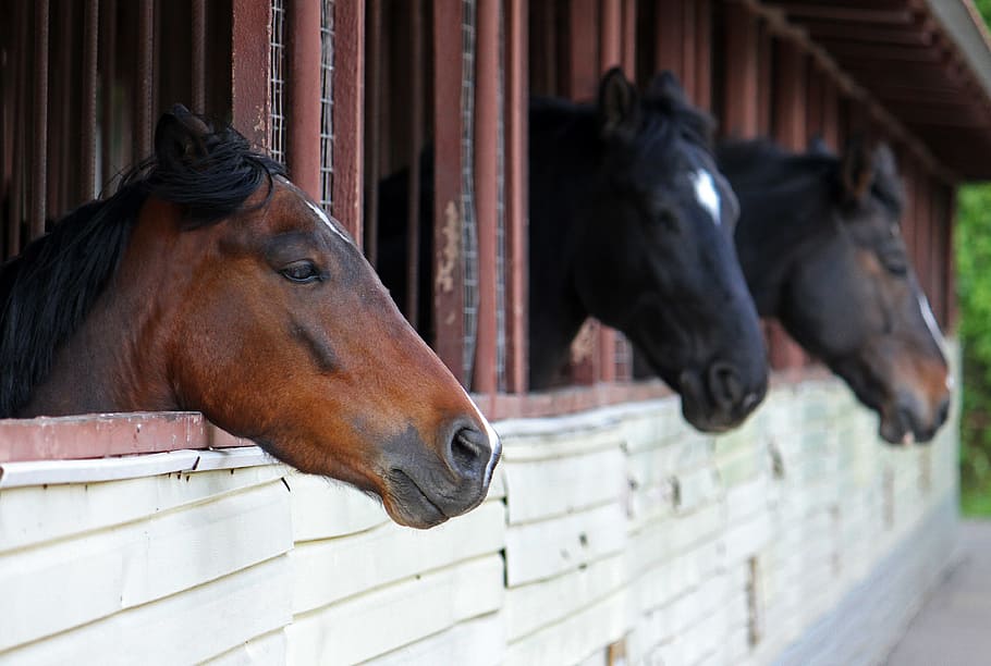 horses, stable, animal, ranch, stallion, equestrian, head, looking