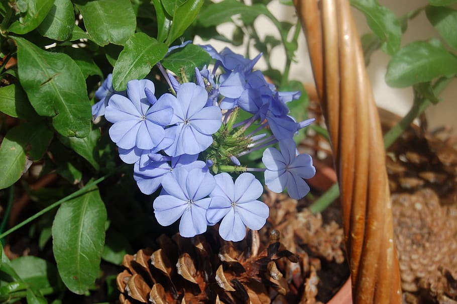 plumbago, blue flower, bloom, summer, flowering plant, fragility, HD wallpaper