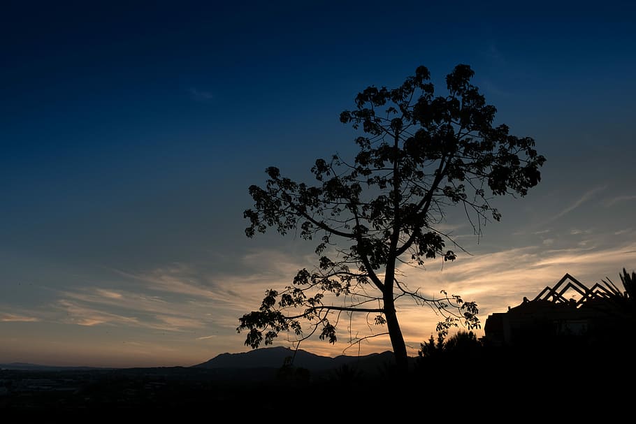 Sunset, Marbella, Tree, Horizon, trasluz, sky, costa, dusk HD wallpaper