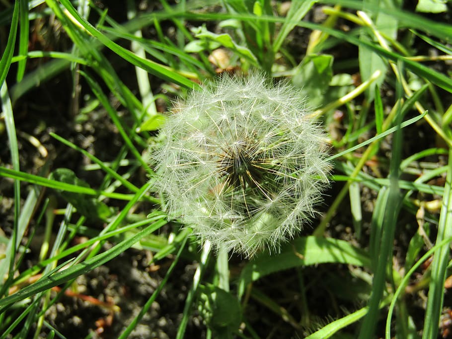 dandelion, flower, nature, plant, fragility, vulnerability HD wallpaper