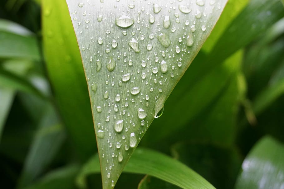 dew, vegetation, plant, drop, water, close-up, plant part, wet HD wallpaper