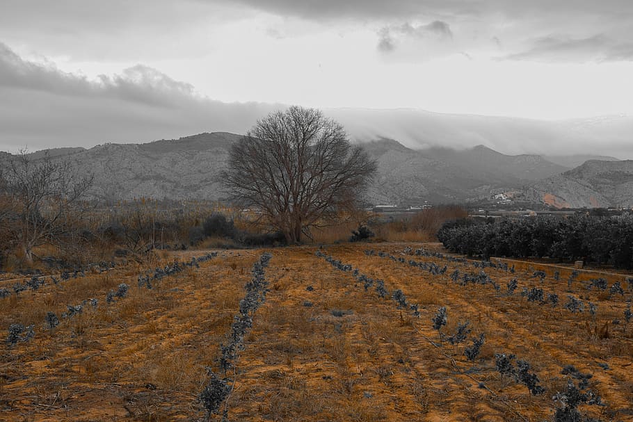 nature, landscape, panoramic, mountain, tree, plant, environment HD wallpaper