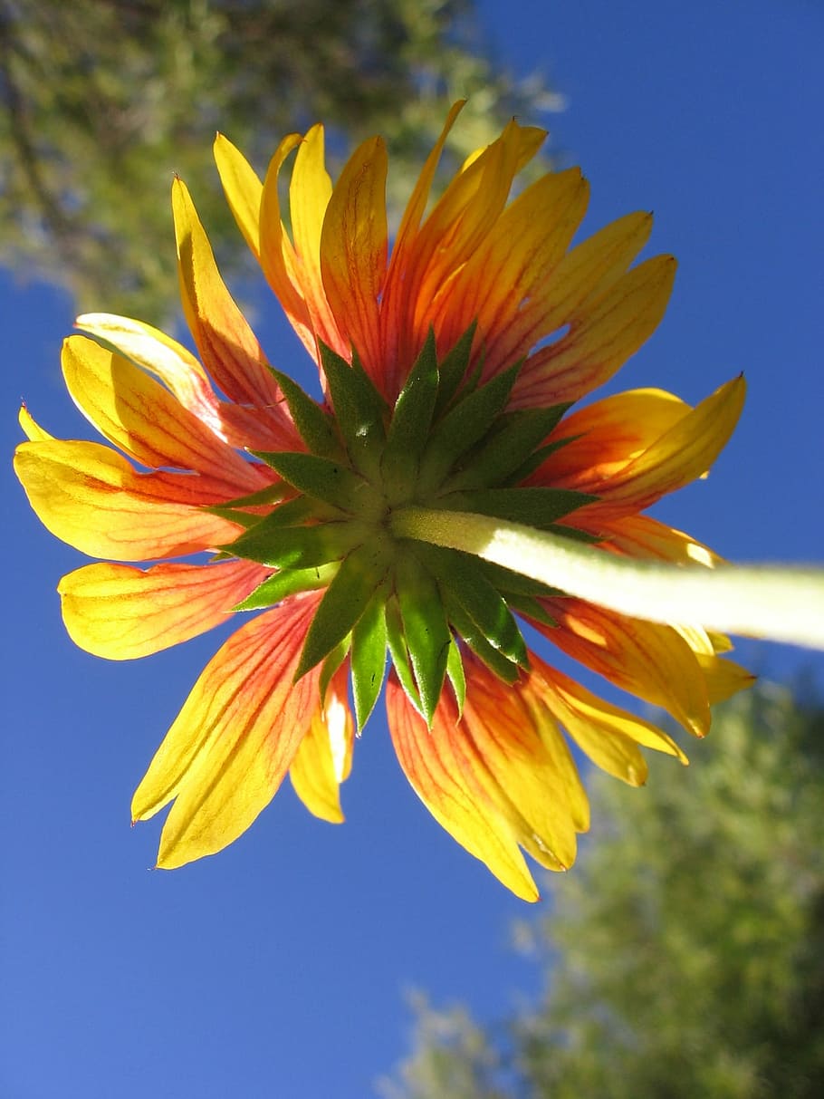 flower, yellow, red, sky, yellow flowers, nature, spring, garden HD wallpaper