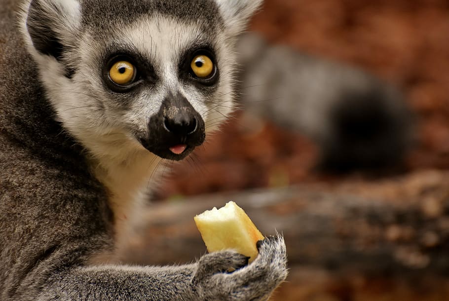 white and black animal holding fruit, monkey, lemur, cute, eat HD wallpaper