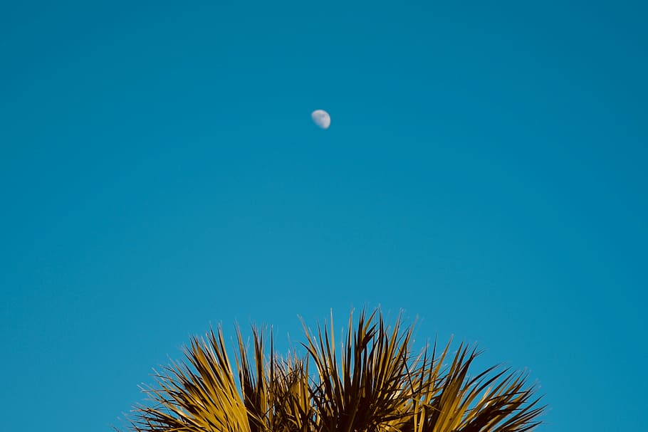 moon during daytime, green palm tree during daytime, sky, blue HD wallpaper