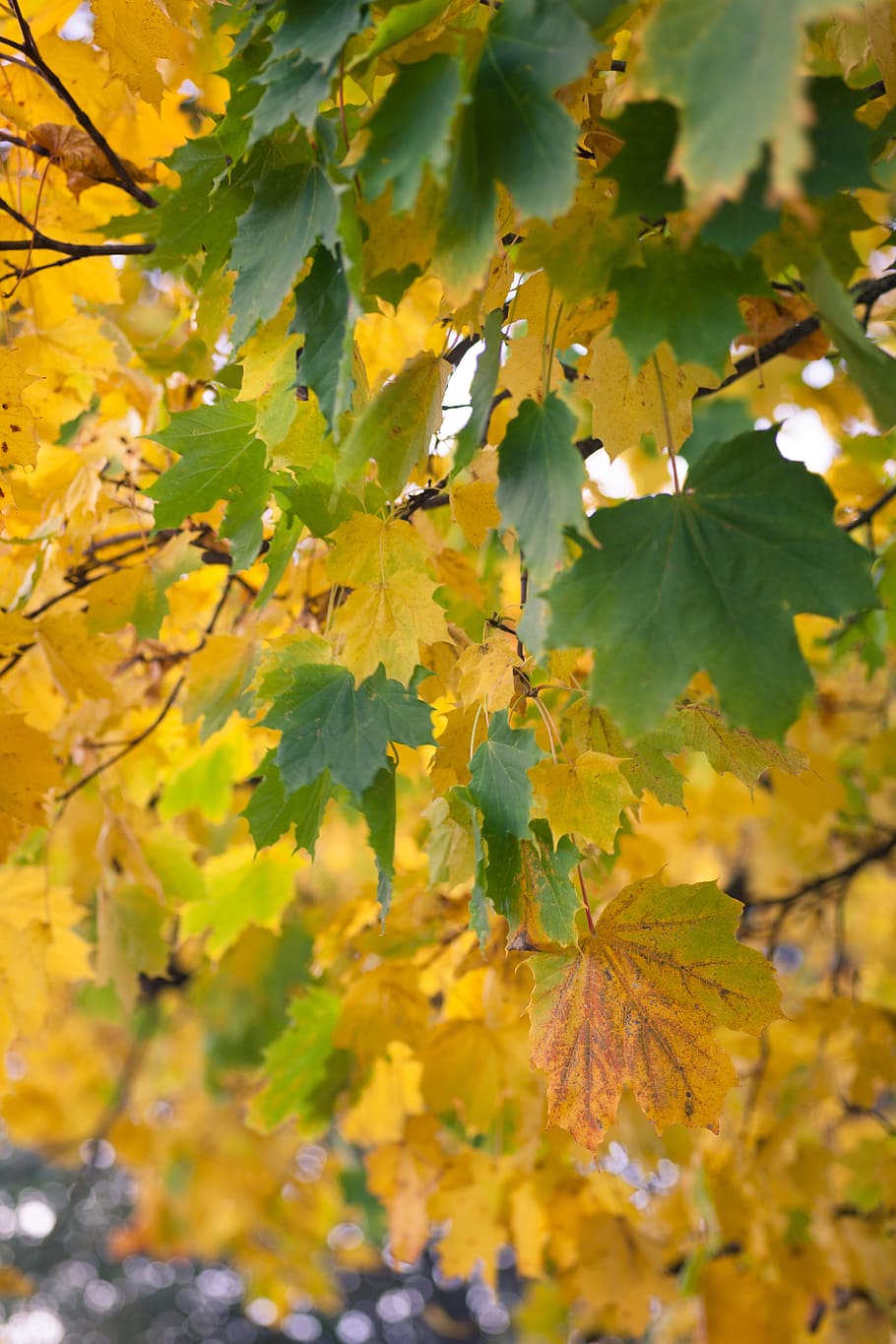 autumn, fall, nature, leaves, yellow, season, autumn leaves HD wallpaper