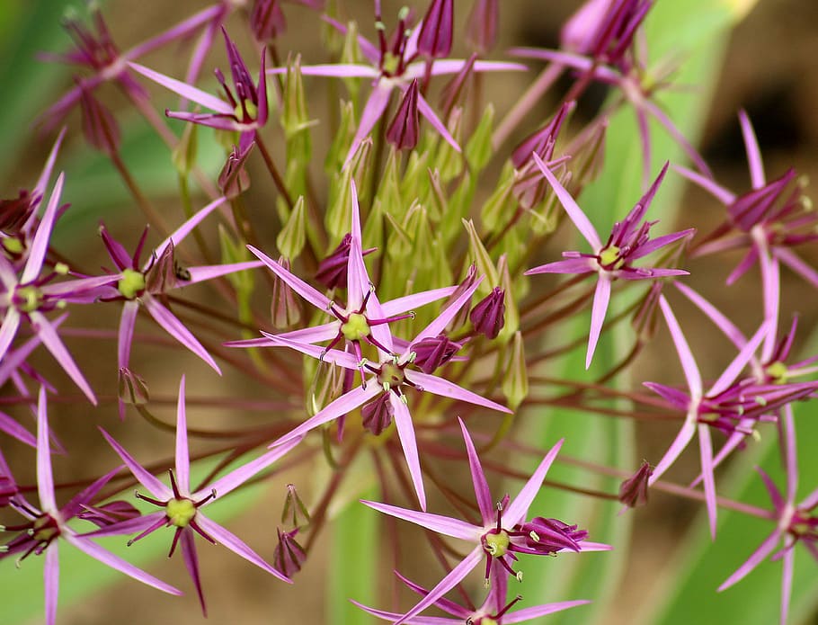 HD wallpaper: decorative garlic, flowering, purple flowers, dashing