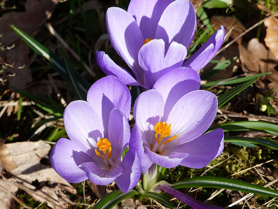crocus, spring, flowers, colors, leaf, nature, garden, flowering plant HD wallpaper