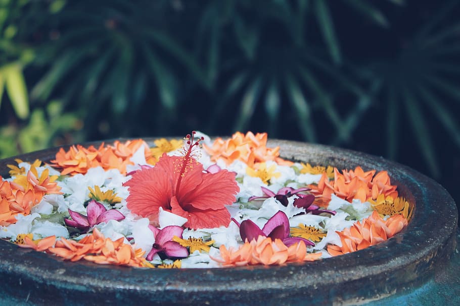 red Hibiscus flower in black pot, multi Colored, food, leaf, autumn HD wallpaper