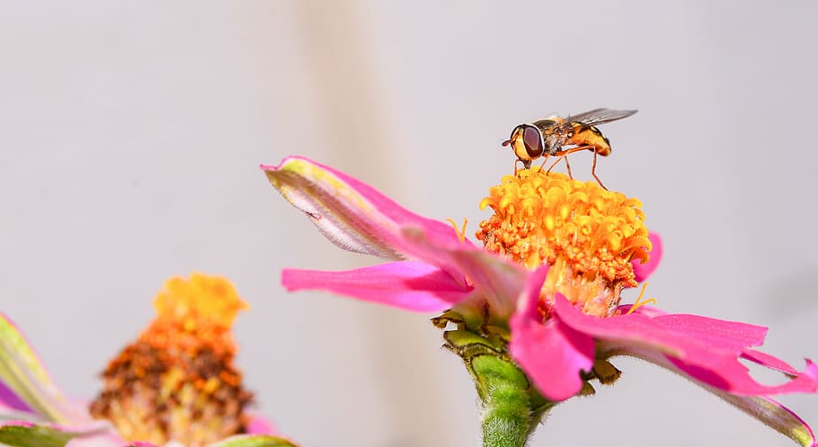 bee, flower, nature, blossom, summer, yellow, flowering plant HD wallpaper