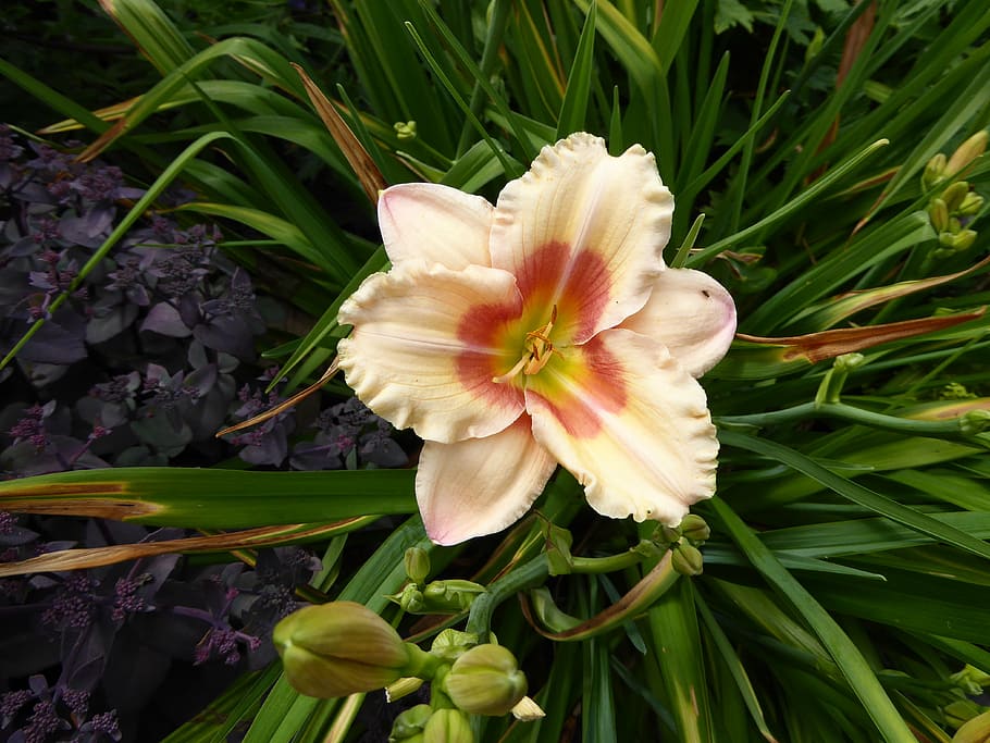 lily, yellow, pink, bloom, pistil, close, spring, lily family HD wallpaper