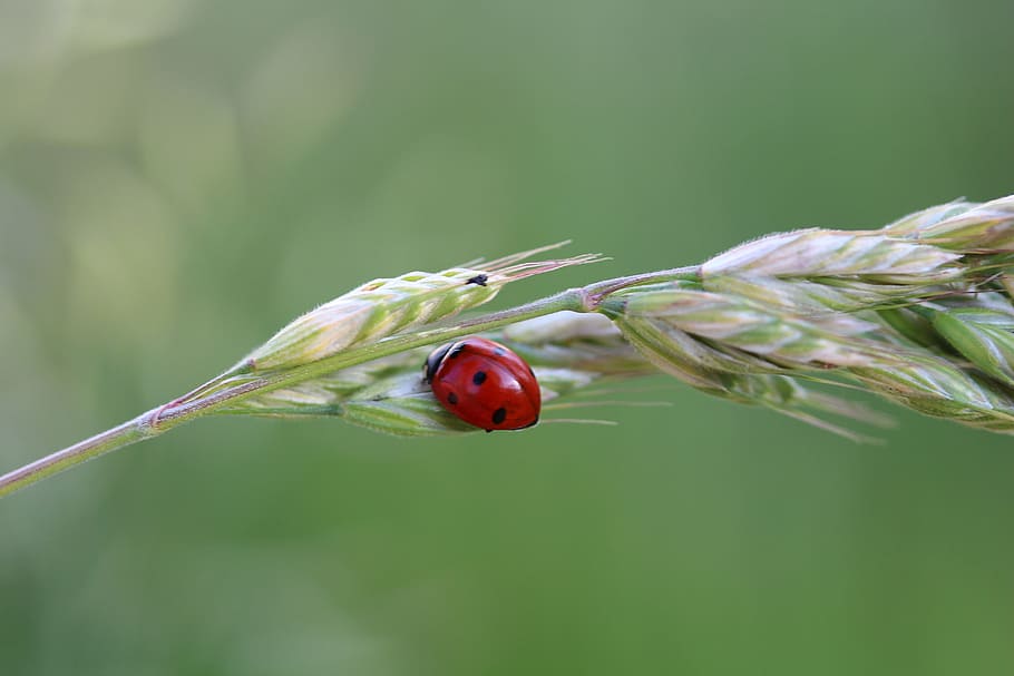 ladybug, luck, insect, nature, siebenpunkt, animal, invertebrate HD wallpaper