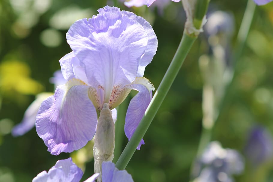 flower, iris, garden, nature, spring, macro, purple, plant HD wallpaper
