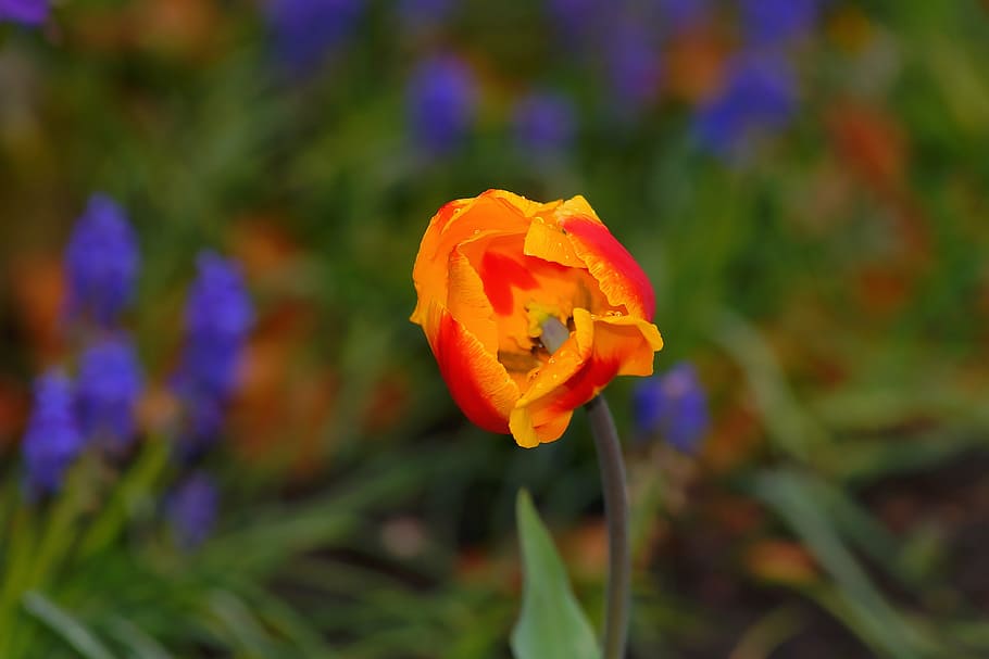 tulip, spring, flower, blossom, bloom, yellow, red, plant, public record, HD wallpaper