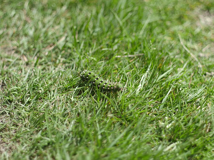 caterpillar, rush, grass, green, meadow, close, ireland, macro HD wallpaper