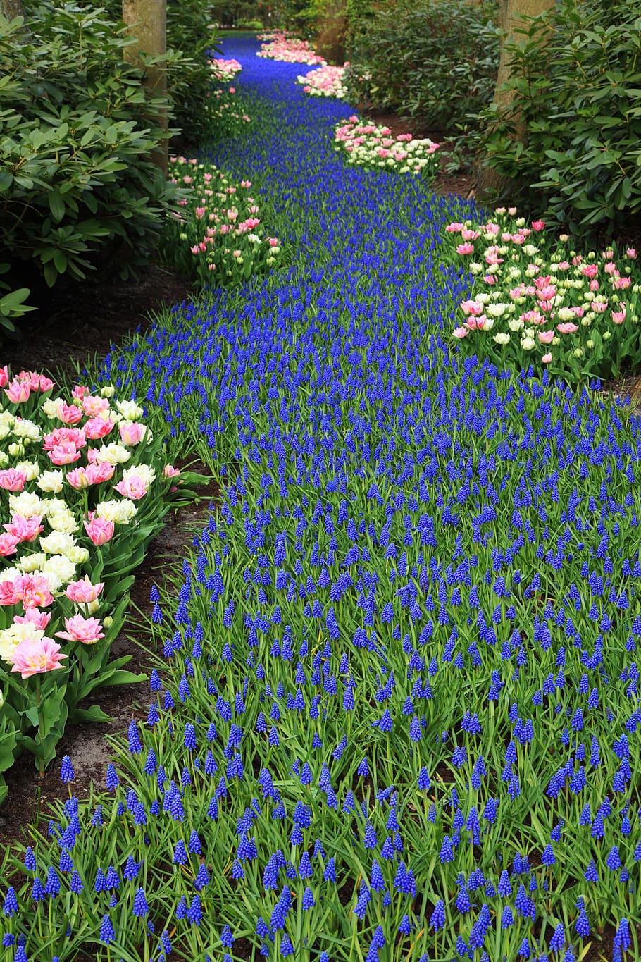 Background, Beautiful, Bloom, Blooming, blue, dutch, field HD wallpaper