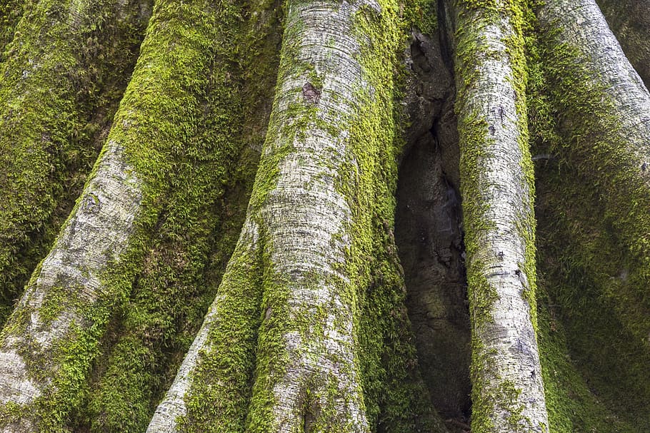green moss on tree, shallow focus photography of tree, trunk HD wallpaper