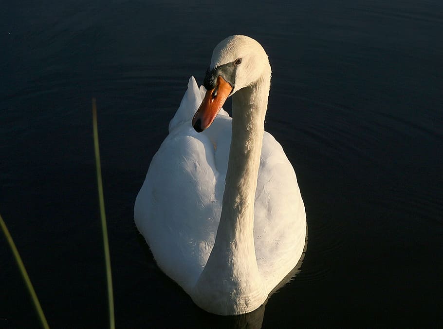 swan, pond, white, animals, water, majestic, dark, bird, nature HD wallpaper