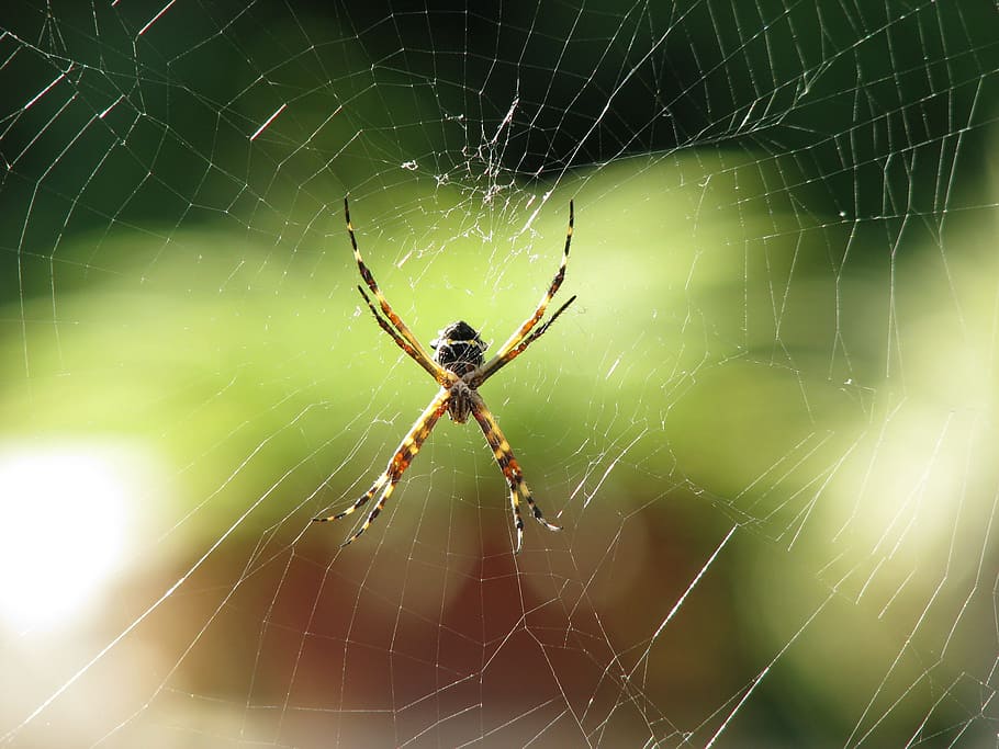 Spider, Animal, Nature, Web, spider Web, arachnid, insect, close-up HD wallpaper