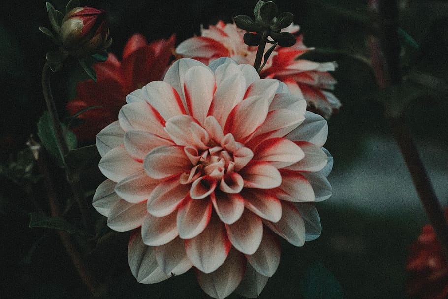 close-up photo of white-and-red dahlia flowers in bloom, pink HD wallpaper