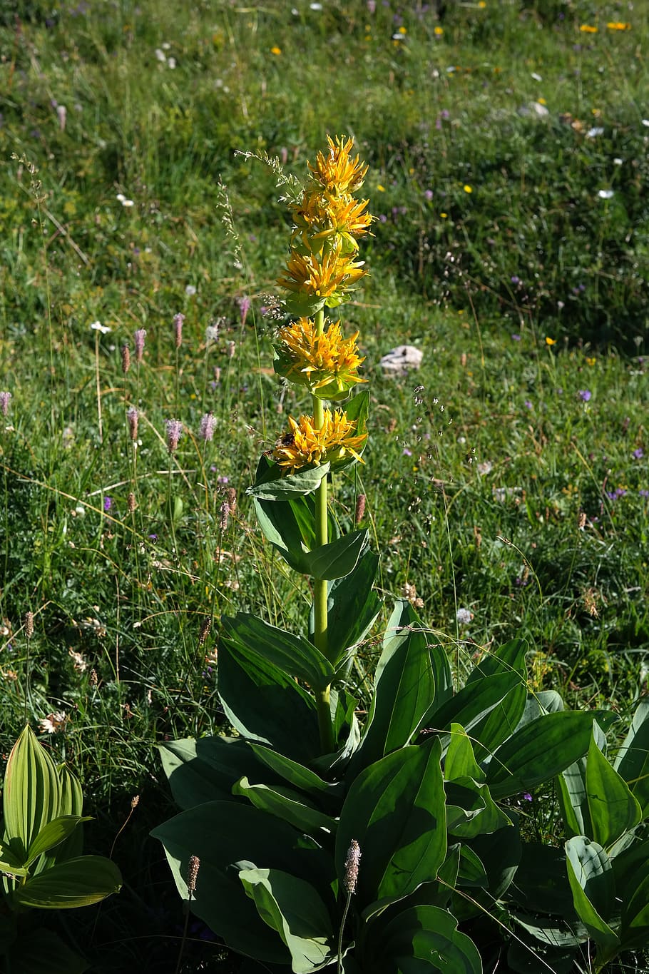 yellow gentian, blossom, bloom, flower, alpine flower, alpine plant, HD wallpaper