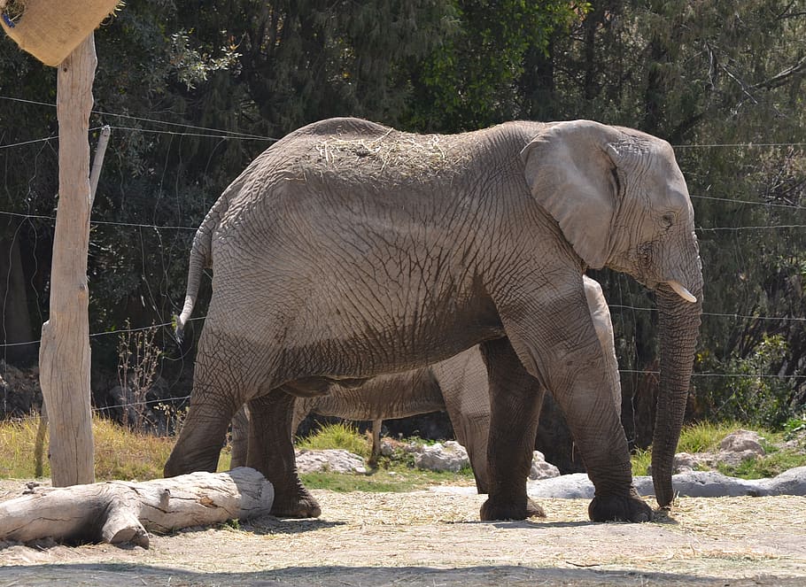 elephant, water, sun, grating, green, zoo, fauna, animals, wild, HD wallpaper