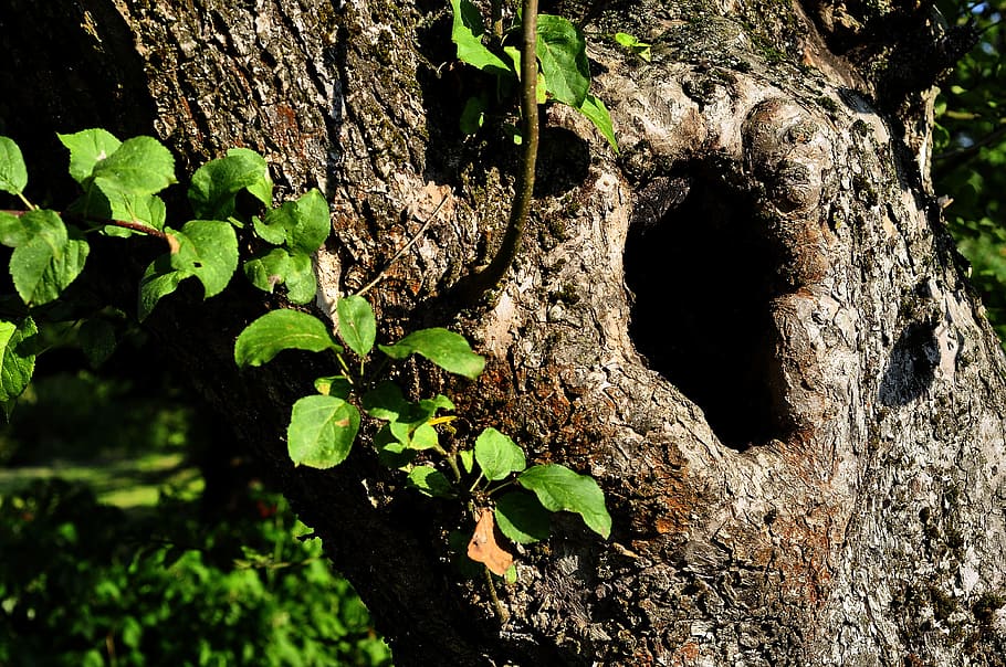 hollow, tree, the bark, plant, growth, tree trunk, plant part HD wallpaper