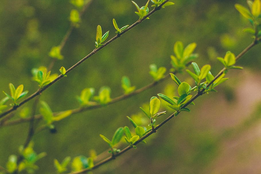 selective focus photography of green leafed plant, tree, twig HD wallpaper