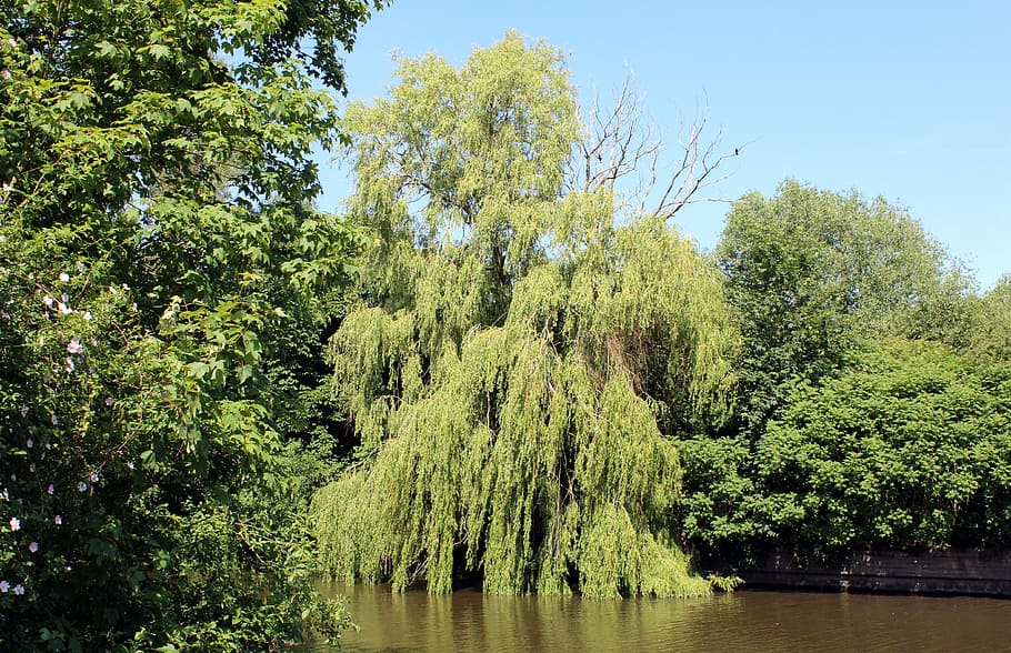Weeping Willow, Graze, Green, Spring, nature, salix, branches HD wallpaper