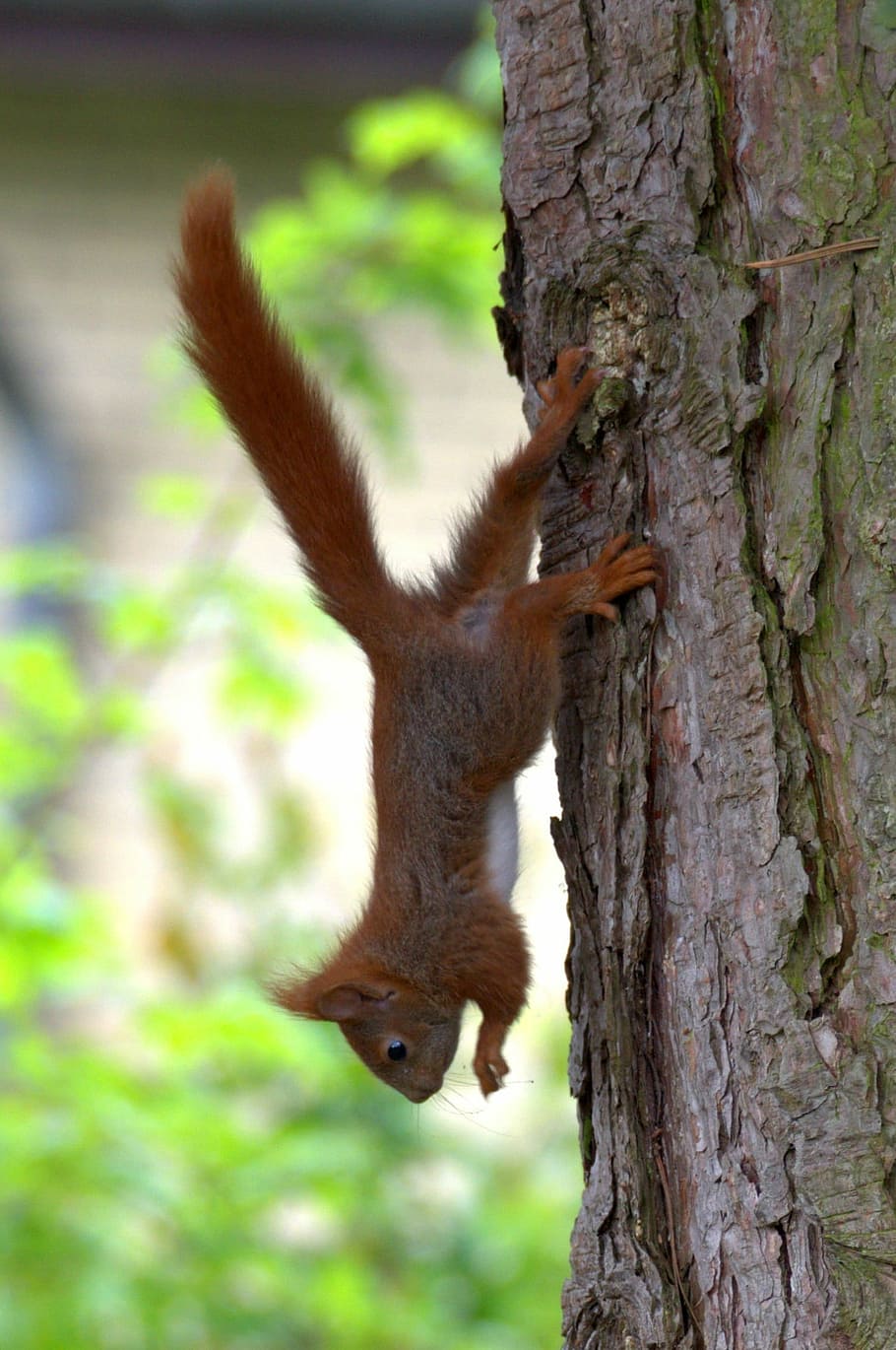 Squirrel, Tree, Cute, Animal, Climb, rodent, nature, nager HD wallpaper