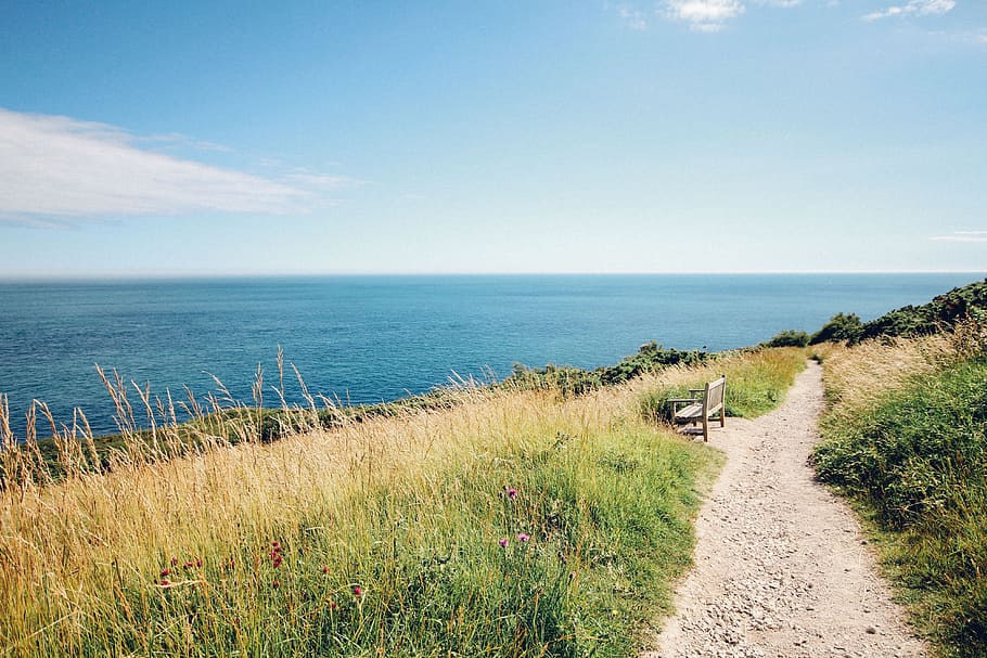 green grass near body of water, desired pathway near body of water HD wallpaper
