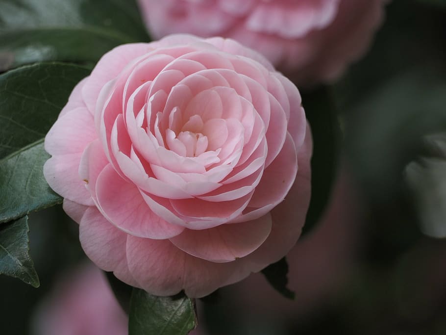 close-up photo of pink camellia flower, flowers, flowering plant