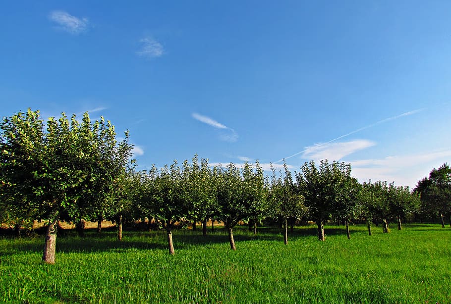 tree, sad, garden, nature, green, spring, fruit, plant, growth HD wallpaper