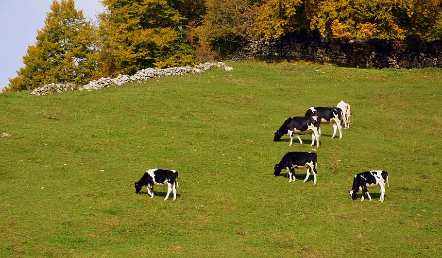 pasture, cow, prato, mountain, livestock, animal, cows, bovino HD wallpaper