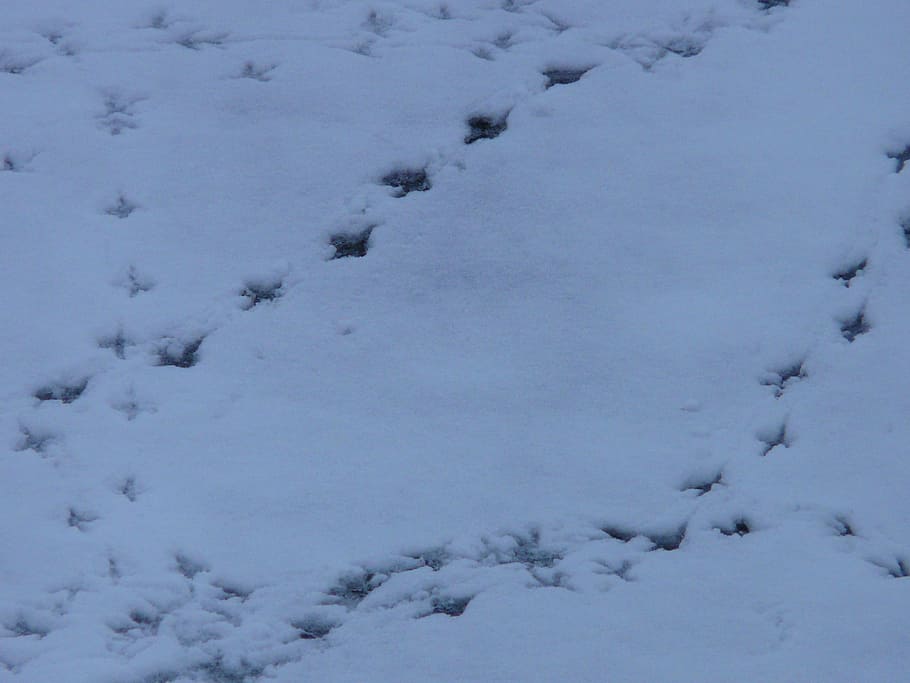 bird tracks, animal track, reprint, snow, traces, winter, bird footprint, HD wallpaper