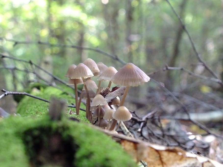 forest, mushrooms, macro, plant, fungus, growth, vegetable HD wallpaper