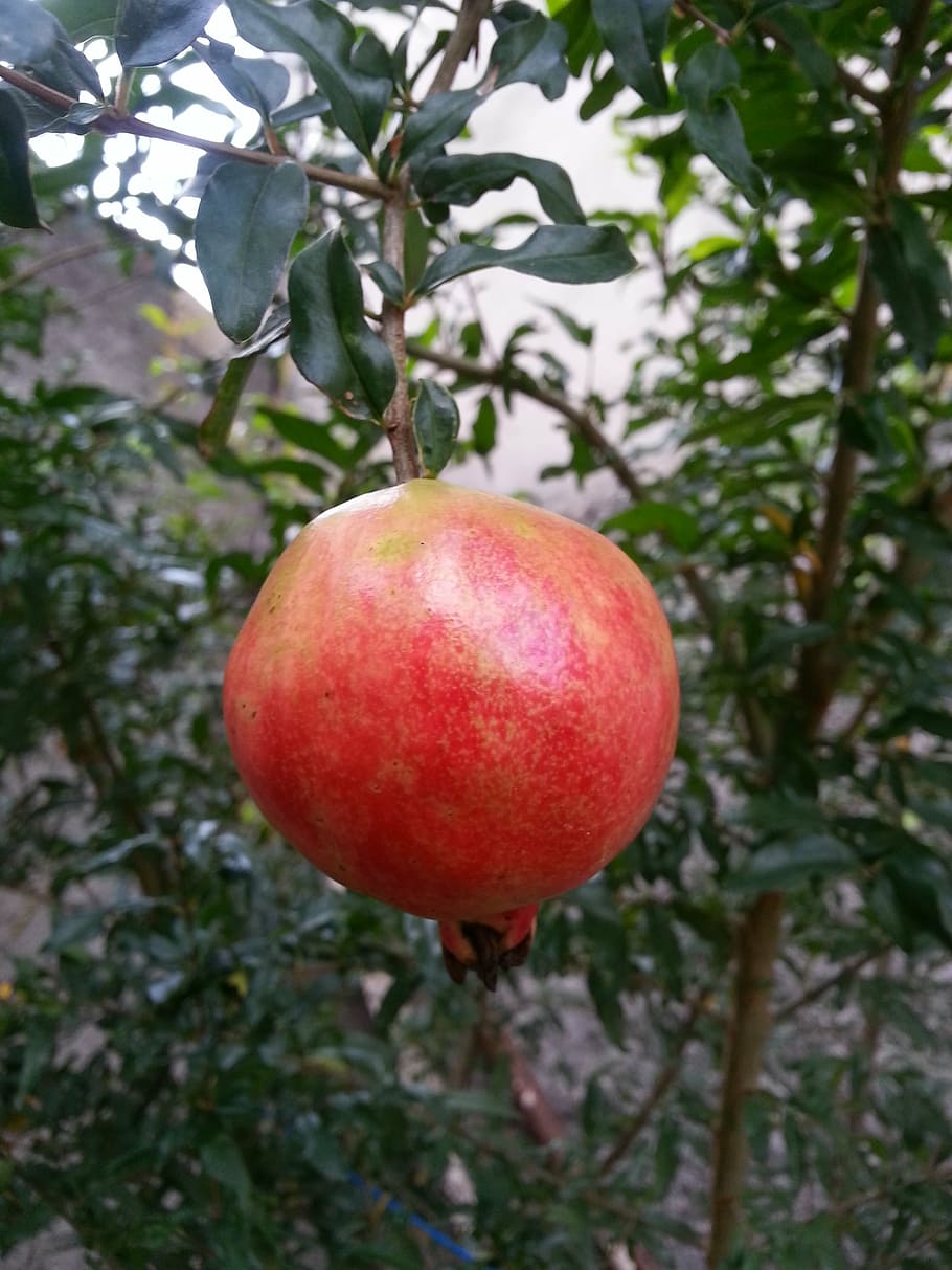 pomegranate, fruit, nature, plants, garden, food, healthy eating HD wallpaper